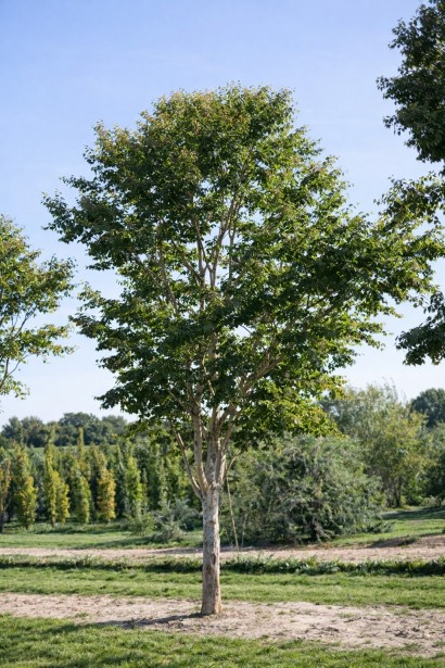 Гептакодіум міконієвидний дерево